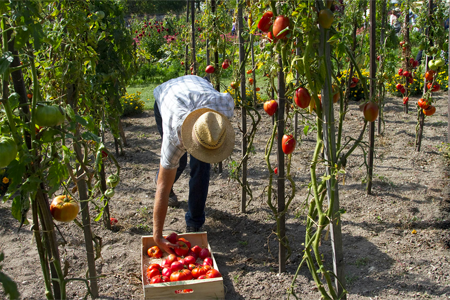 Picking tomatoes in food garden