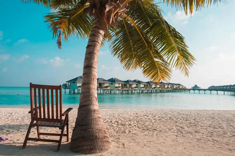 Wooden beach chair under a palm tree next to water