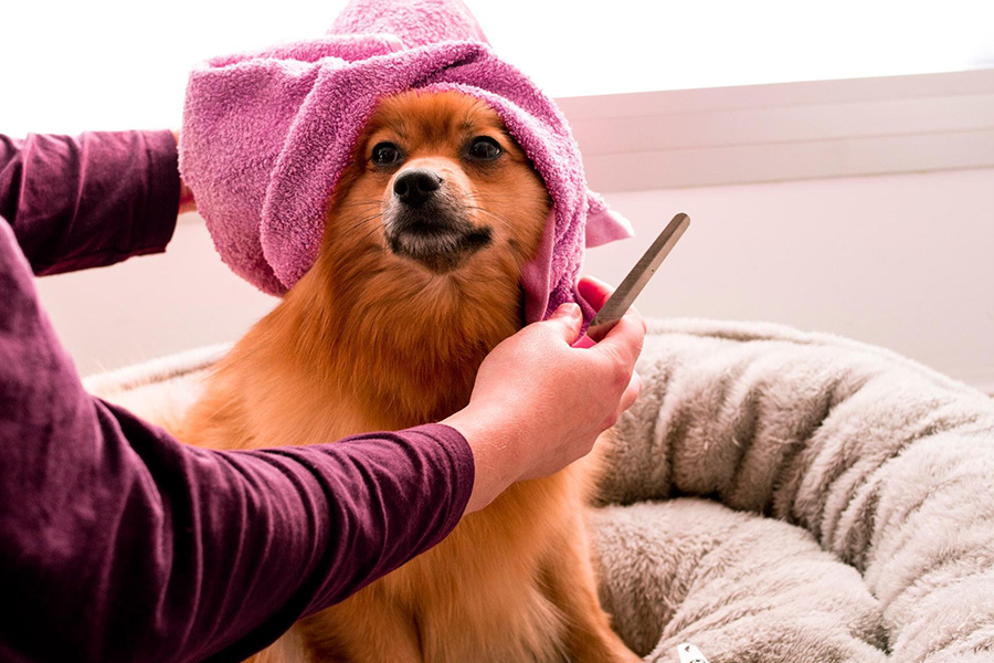 A dog with a towel getting groomed