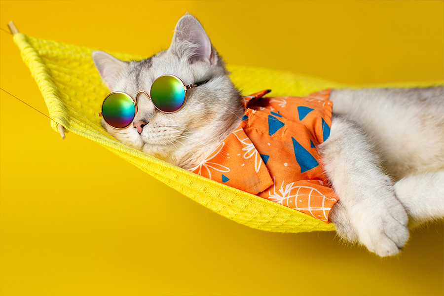 Retrato de um adorável gato branco em óculos de sol e uma camisa laranja, encontra-se em uma rede de tecido amarelo, isolada em um fundo amarelo.