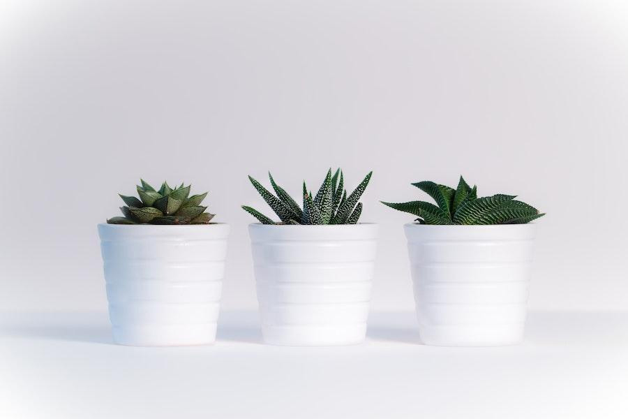 Three fiberglass containers with different plants