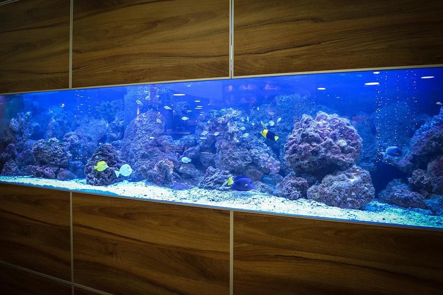 Large marine aquarium with various fish species