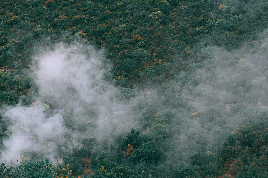 Thick fog over trees in a forest